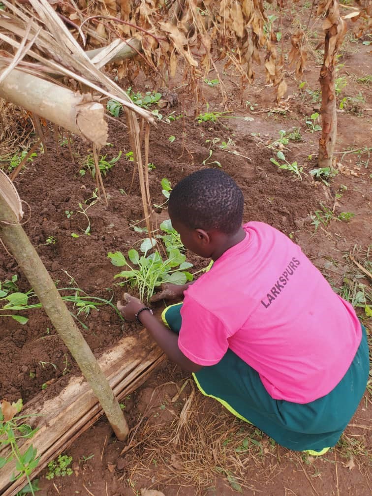 Wist je dat steeds meer van onze scholen meedoen aan het schooltuinenprogramma?